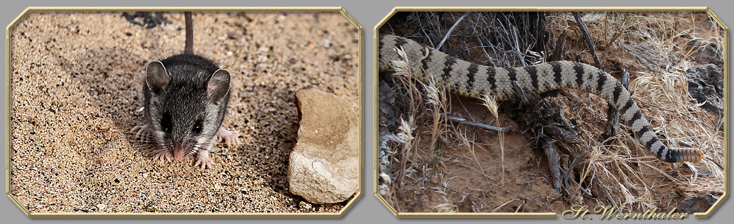 Chuckwalla