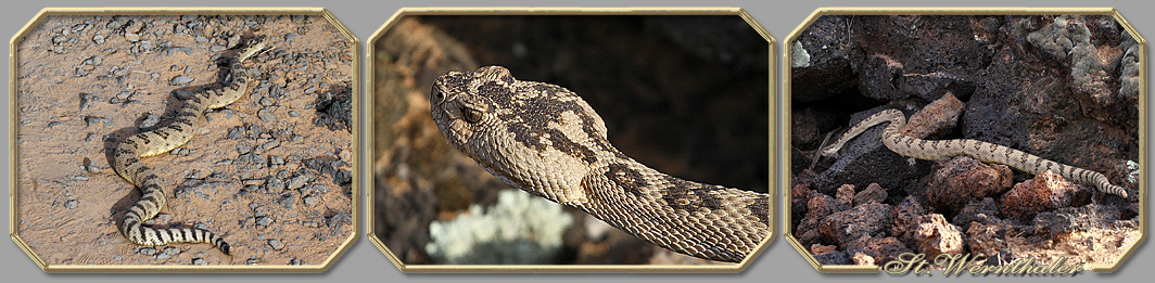 Arizona Sonora Desert Museum